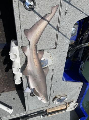 The shark caught Aug. 25. Courtesy of Dean Krah