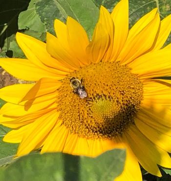 Sunflower. (Photo by Carolyn Kanicki)