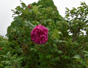 Gone by but not forgotten blooms. (Photo by George Hardt)
