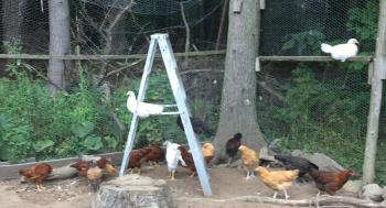 young birds
