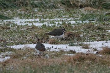 Northern Maine birders would have been excited to find a single northern lapwing but, amazingly, they found a flock of five of these European vagrants in early December in Houlton. Two can be seen together in this photo. Courtesy of Ashlee Duff. #bird-column, #Jeff and Allison Wells, #birds, #boothbay register, #maine, #northern lapwing