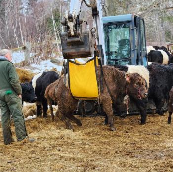(Photo from the Green Meadow Farm Facebook page, used with permission)