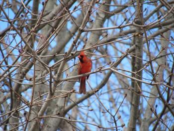 #bird-column, #boothbay register, #jeff and allison wells, #birds, #maine, #northern cardinal