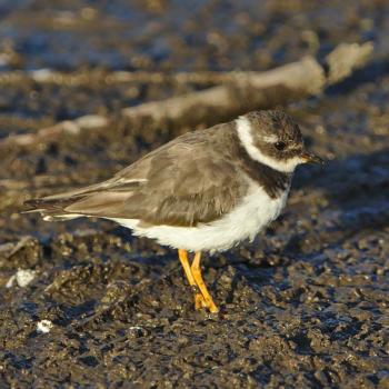 Common ringed plovers are very hard to tell apart from the semipalmated plover, which are common in spring and fall migration here in Maine. Identification requires careful study including noting the color of the eye ring and whether or not there is webbing between the inner toes (no webbing makes it a ringed plover). This photo is of a wintering common ringed plover in Africa. Photo by Derek Keats courtesy Wikemedia Commons. #bird-column, #ringed plover, #boothbay register, #Jeff and Allison Wells, #Maine, #birds