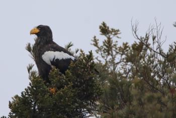 The famed Steller's sea-eagle has returned to Maine as of early February. The bird has been remaining quite distant from observers so there are few good photos from this year’s visit. This photo was taken when the bird was at Five Islands last winter. Courtesy of Zachary Holderby. #bird-column, #steller’s sea-eagle, #boothbay register, #Jeff and Allison Wells, #Maine, #birds