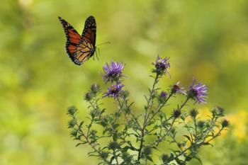 A native monarch butterfly feeds on a New England aster (New England aster). Photo credit Gary Bendig via Unsplash. (Photo provided by Wild Ones Midcoast Maine)