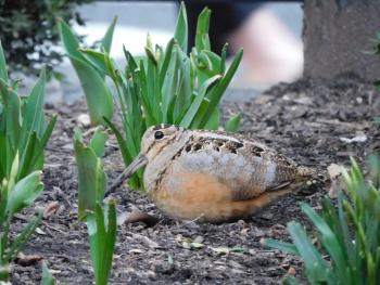 This lucky photographer got a great look at this American woodcock that stopped off in a New York City park during spring migration. More people hear the displaying males then see them as they are a shy and retiring bird. Photo by Rachel Casiano courtesy of Wikimedia Commons #bird-column, #woodcock, #boothbay register, #Jeff and Allison Wells, #birds, #Maine
