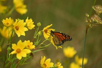 Endangered monarch butterflies rely on nectar from native sunflowers such as Maine natives thin-leaved sunflower (Helianthus decapetalus), woodland sunflower (Helianthus divaricatus), and pale-leaved sunflower (Helianthus strumosus). Photo credit J. Dean via Unsplash. (Photo provided by Wild Ones Midcoast Maine)