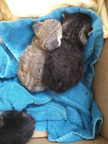 More pictures of fire kittens. (Photo courtesy Pope Memorial Humane Society)
