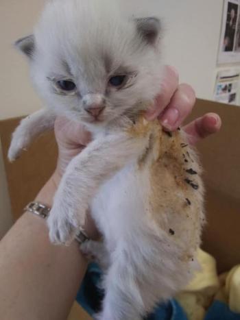 Marie was in the same fire. (Photo courtesy Pope Memorial Humane Society)