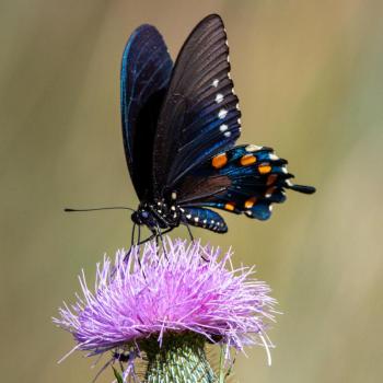 Native pipevine swallowtail butterfly (Battus philenor) on one of Maine’s native thistles, field thistle (Cirsium discolor), swamp thistle (Cirsium muticum), or pasture thistle (Cirsium pumilum). Photo credit Joshua J. Cotten via Unsplash. (Photo provided by Wild Ones Midcoast Maine)
