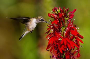 Native ruby-throated hummingbird feeds from a native cardinal flower, also known as red lobelia (Lobelia cardinalis). Photo credit Joshua J. Cotten via Unsplash. (Photo provided by Wild Ones Midcoast Maine)