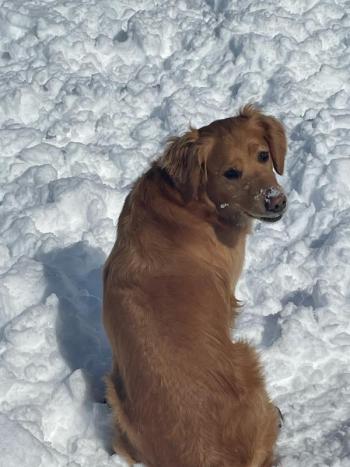 Ozzy the Dog searches in vain for his tennis ball, lost amongst the deep powder. (Photo by Ed O’Brien) Dog