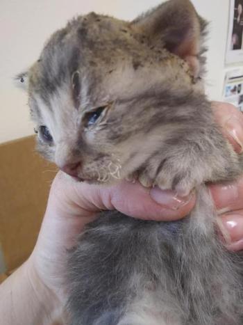 Sherman was rescued from a brush fire but not before suffering from burns, singed fur/whiskers, and smoke inhalation. (Photo courtesy Pope Memorial Humane Society)