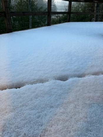 A large accumulation of hailstones fell in Camden, Thursday, April 27 near the south end of Megunticook Lake. (Photo by Walter Curchack)