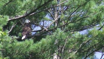 This bald eagle is resting near its nest, just out of sight in the upper branches of a white pine, the tree most often used by Maine’s bald eagles for nesting. Courtesy of Allison Wells #bird-column, #Jeff and Allison Wells, #birds, #maine, #boothbay register, #trees, #eagles