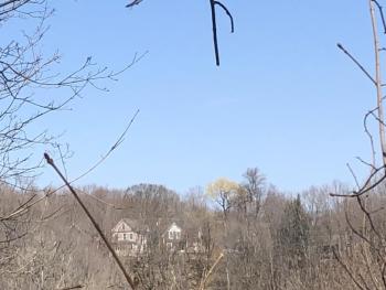 This willow, which gleamed like a beacon from across the valley, was a sure sign of spring—and that migratory birds would soon be arriving. Courtesy of Jeff Wells #bird-column, #Jeff and Allison Wells, #birds, #maine, #boothbay register, #trees, #eagles