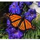 “Milkweeds, Monarchs and Maine” is July 25 as part of Belfast Senior
College’s “Summer Potpourri” series of low-cost single session courses. (Photo courtesy Belfast Senior College)