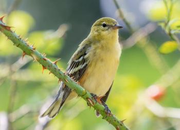 #bird-column, #hurricane-lee, #jeff and allison wells, #maine, #birds, #lobsterman, #boothbay register, bay-breasted warbler