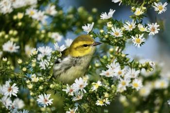 #bird-column, #hurricane-lee, #jeff and allison wells, #maine, #birds, #lobsterman, #boothbay register, black-throated green warbler