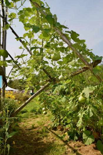 How to grow gourds.