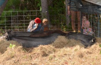 Children were enamored by the sleeping hogs, comfortable in their hay.