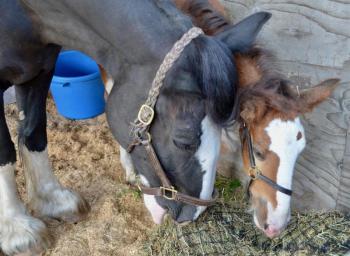 A mother and her filly.
