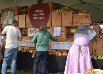 Apples are a mainstay of Maine agriculture.
