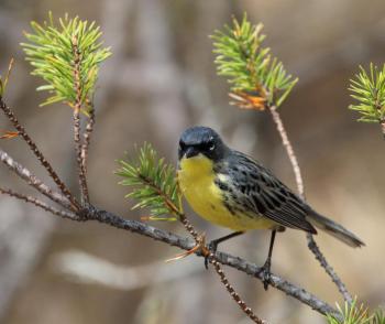 A male Kirtland's warbler in a jack pine on the breeding grounds in Michigan. The first record of the species in Maine, back in June 2008, was of a male like this one. Photo USFWS, courtesy of WIkimedia Commons. #bird-column, #kirtland’s warbler, #jeff and allison wells, #boothbay register, #birds, #maine