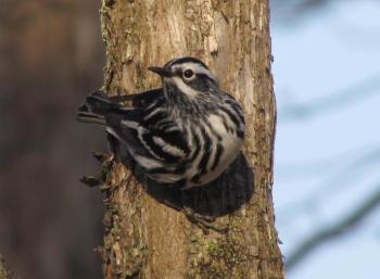 Black-and-white warblers are lovely but expected birds for us to see here in Maine from May through September but when they make their way to the UK, the twitchers there go bonkers. Photo by Jeff Wells #bird-column, #Jeff and Allison Wells, #birds, #maine, #boothbay register, #blocker, #hurricane lee, #black and white warbler
