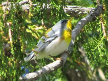#bird-column, #Jeff and Allison Wells, #birds, #maine, #boothbay register, #blocker, #hurricane lee, northern parula