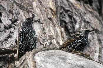 European starlings often fly in a formation known as a “murmuration,” which the authors were finally lucky enough to witness recently. (USFWS) #bird-column, #Jeff and Allison Wells, #boothbay-register, #birds, #christmas bird count, #murmuration, #european starling
