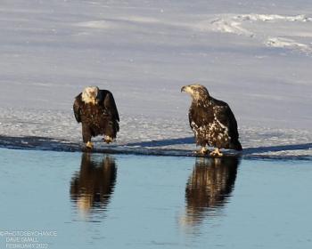 #bird-column, #Jeff and Allison Wells, #boothbay register, #birds, #maine, #Kennebec, #bald eagle 