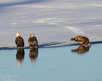 #bird-column, #Jeff and Allison Wells, #boothbay register, #birds, #maine, #Kennebec, #bald eagle 