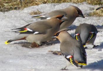 Bohemian waxwings are famous for their wandering ways - in some winters, they can reach Maine in larged numbers. They nest across the Seal RIver Watershed of northern Manitoba. Courtesy of Jeff Wells #bird-column, #jeff and allison wells, #birds, #boothbay register, #maine, #seal river watershed, #bohemian waxwing