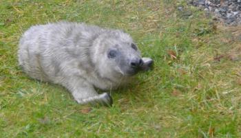 On Jan. 10, a seal pup was riding out the storm at a home in Rockport Village. The next day, he would be transported to Brunswick, to be rehabilitated under the care of Marine Mammals of Maine, before being released back to the sea. (Photo by Lynda Clancy)