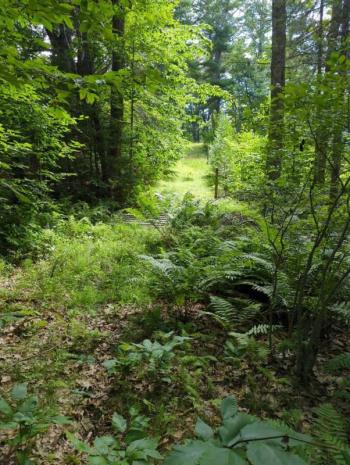 This trail on the O’Bryan’s property, part of a local snowmobile trail network, is now permanently protected. (Photo courtesy Coastal Rivers)