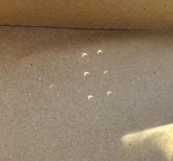 The solar eclipse as viewed safely by the authors using a 6-pinhole contraption, showing the moon beginning to block the sun. Courtesy of Allison Wells #bird-column, #birds, #boothbay register, #total eclipse, #solar eclipse, #jeff and allison wells, #bohemian waxwing, #maine