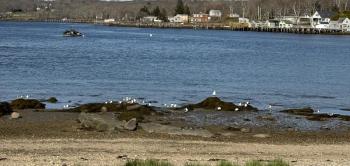 #bird-column, #boothbay register, #jeff and allison wells, #maine, #birds, #migration, #laughing gulls