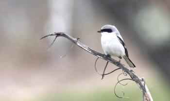Unfortunately, the loggerhead shrike has been showing a decline across its entire range, which spans from southern Canada to Mexico. Courtesy of Doug Hitchcox #bird-column, #loggerhead shrike, #rare birds, #maine, #jeff and allison wells, #boothbay register, #penbay pilot, #birds