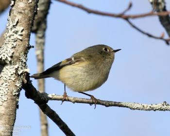 #bird-column, #boothbay register, #jeff and allison wells, #maine, #birds, #migration, #ruby-crowned kinglet