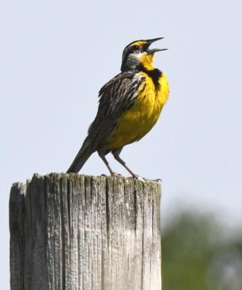 The authors were treated to the clear, whistled song of an eastern meadowlark during a quick stop at the former Brunswick Naval Air Station. This bird will likely remain here through the summer. (USFWS photo) #bird-column, #boothbay register, #jeff and allison wells, #maine, #birds, #migration, #eastern meadowlark