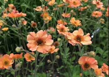 Geum Totally Tangerine. (Photo courtesy Merryspring Nature Center)