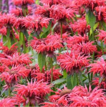 Monarda Gardenview Scarlet. (Photo courtesy Merryspring Nature Center)