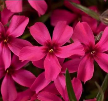 Scarlet Flame creeping phlox. (Photo courtesy Merryspring Nature Center)