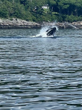 A humpback whale in outer Rockport Harbor (Photo courtesy Jeffrey Dodge)