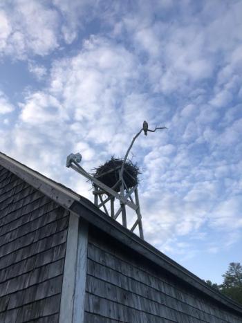 An osprey nest greets the visitor at the dock on the mainland. A live feed web cam allows people around the world to observe the birds’ nesting activities. Courtesy of Jeff Wells #bird-column, #boothbay register, #jeff and allison wells, #birds, #maine, #hog island, #osprey