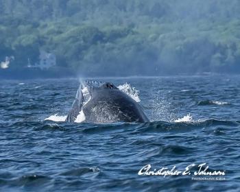 (Photo courtesy Christopher Johnson)