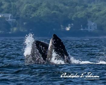 (Photo courtesy Christopher Johnson)