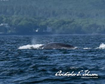 (Photo courtesy Christopher Johnson)